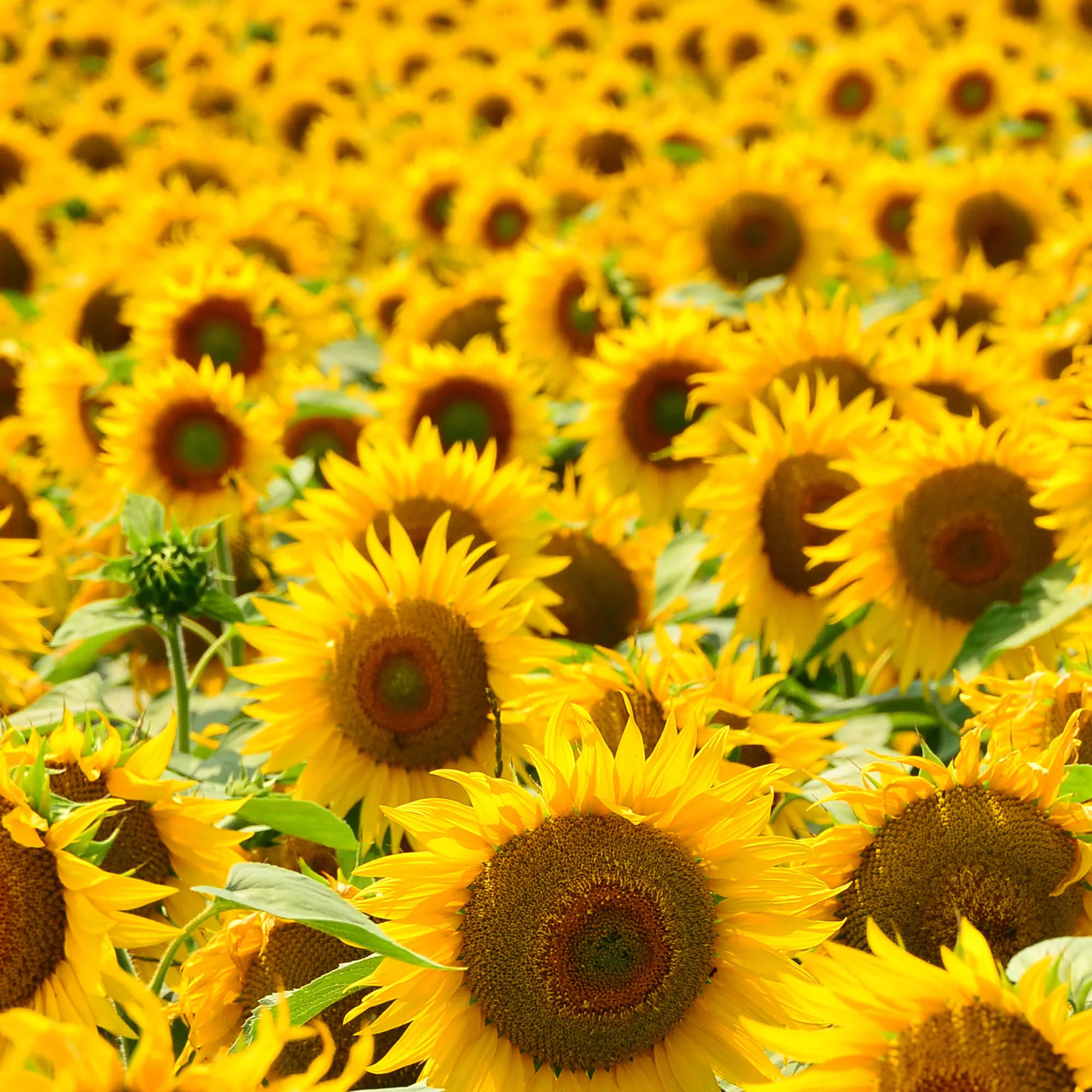 Rausch Hairspray Flexible Refill Non-Aerosol